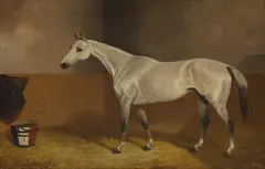 Colin Graeme Roe, A grey in a stable, oil on canvas