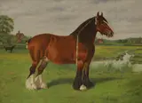Frank Babbage, Miss Constance', a shire horse by a stream in an open landscape, oil on canvas