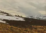 Alistair Makinson, Three stags in a snowy mountain landscape, oil on canvas board