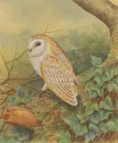 George Edward Lodge, Barn Owl