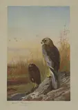 Archibald Thorburn, Birds of Prey, each signed 'Archibald Thorburn' in pencil l.l.