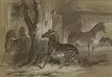 Louis Vincent Fouquet, The Zoo, Paris, ink and washes with bodycolour