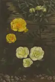 Raymond C. Booth, Miniature Roses, 'Baby Gold Star' and 'Pour Toi, oil on board