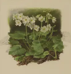 Raymond C. Booth, Primula Kisoana White Form, pencil and oil on paper