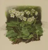Raymond C. Booth, Primula Kisoana White Form, pencil and oil on paper