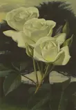 Raymond C. Booth, Floribunda 'Iceberg, oil on board