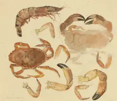 Elizabeth Blackadder, Shellfish, watercolour over pencil