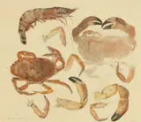 Elizabeth Blackadder, Shellfish, watercolour over pencil