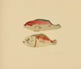 Elizabeth Blackadder, Two Snapper, 2014, published by Glasgow Print Studio with blind stamp