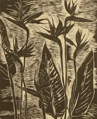 Elizabeth Blackadder, Strelitzia, 1989, woodcut