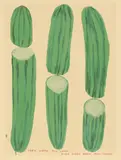 David Shrigley, They Were Too Long, They Were Much Too Long