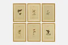 William Goodall, A set of entomological studies,, ink and watercolour