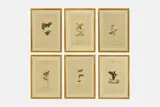 William Goodall, A set of entomological studies,, ink and watercolour