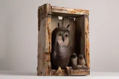 Guy Taplin, Untitled, the owl with glass marble eyes