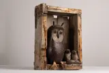 Guy Taplin, Untitled, the owl with glass marble eyes