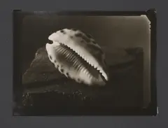 Untitled by Josef Sudek, a gelatin silver print on card depicting a shell, sold Jul 2025