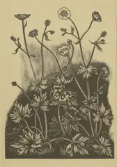 Untitled by John Nash, Upright Crowfoot' wood engraving image 16.5 x 11.5cm, sold Dec 2025