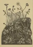 John Nash, Untitled, Upright Crowfoot' wood engraving image 16.5 x 11.5cm