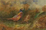 Allen W. Seaby, Untitled, watercolour heightened with white 18.5 x 28cm