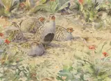 Peter Partington, Untitled, watercolour 36 x 49cm Provenance: With the Tryon Gallery