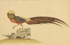 Untitled by William Hayes, 'Golden Pheasant Male' hand-coloured etching, sold Nov 2025