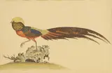 William Hayes, Untitled, 'Golden Pheasant Male' hand-coloured etching