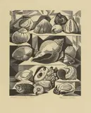 Monica Poole, Untitled, ‘Shells and Fossils’ wood engraving