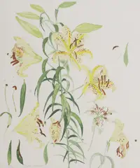 Untitled by Elizabeth Blackadder, 'Auratum Lilies' lithograph in colours, sold Jul 2025