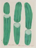 David Shrigley, Untitled, 2020 offset lithograph in colours