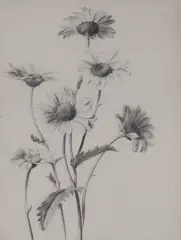 Untitled by Pierre François Legrand, Study of daisies pencil 27 x 21.5cm, sold May 2025