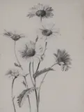 Pierre François Legrand, Untitled, Study of daisies pencil 27 x 21.5cm