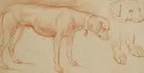 Untitled by Johann Elias Ridinger, Studies of a hunting dog red chalk 12 x 20.5cm Provenance: With James Faber, sold May 2025