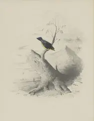 Untitled by Edward Lear, pencil, sold May 2025