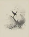 Edward Lear, Untitled, pencil