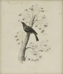 Edward Lear, Untitled, pencil