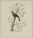 Edward Lear, Untitled, pencil