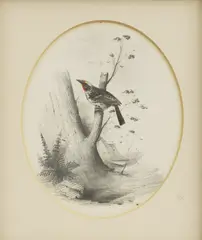 Edward Lear, Untitled, watercolour and bodycolour 16 x 14cm