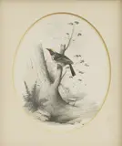 Edward Lear, Untitled, watercolour and bodycolour 16 x 14cm