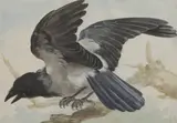 Aert Schouman, Untitled, watercolour 35 x 49.5cm Provenance: Henry Rogers Broughton