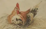 Aert Schouman, Untitled, A hen watercolour over pencil 14.5 x 22cm Provenance: Henry Rogers Broughton
