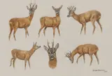 Brian Rawling, Untitled, watercolour 20 x 28.5cm Provenance: From the collection of Malcolm Innes.