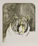 Bryan Organ, Untitled, Tiger lithograph in colours