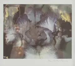 Mat Collishaw, Untitled, 1998 iris print from an edition of 10