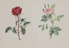 Joan Warburton, Untitled, watercolour 38 x 56.5cm