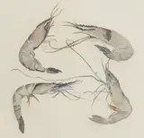 Elizabeth Blackadder, Untitled, published by Glasgow Print Studio
