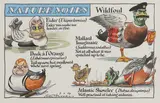 Peter Brookes, Untitled, pen and ink and watercolour