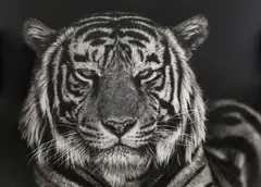 David Yarrow, Untitled, 2019 large archival pigment print