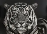 David Yarrow, Untitled, 2019 large archival pigment print