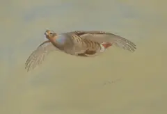 Untitled by Archibald Thorburn, watercolour and bodycolour over pencil 25 x 35.5cm, sold Nov 2024