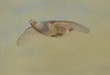 Untitled by Archibald Thorburn, watercolour and bodycolour over pencil 25 x 35.5cm, sold Nov 2024